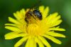 Andrena nitida